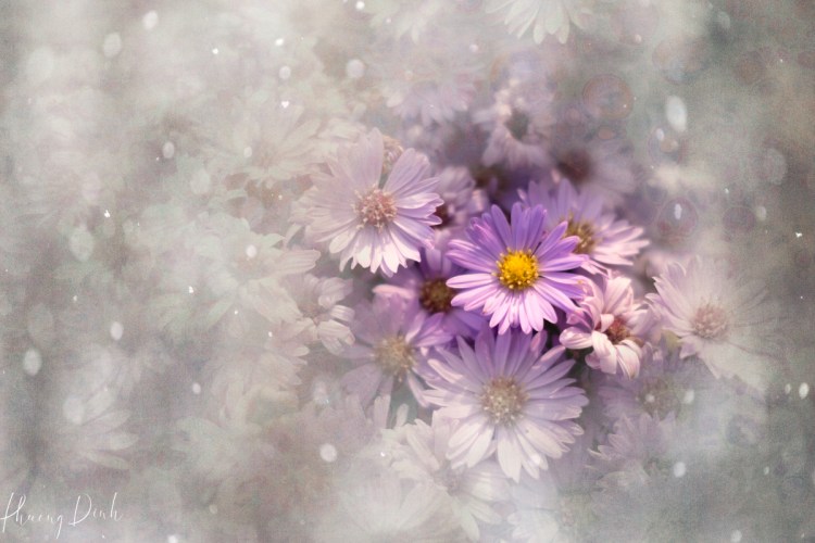 flower, fine art photography, floral photography, fine art, artwork, artist, art, aster, misty, purple, white