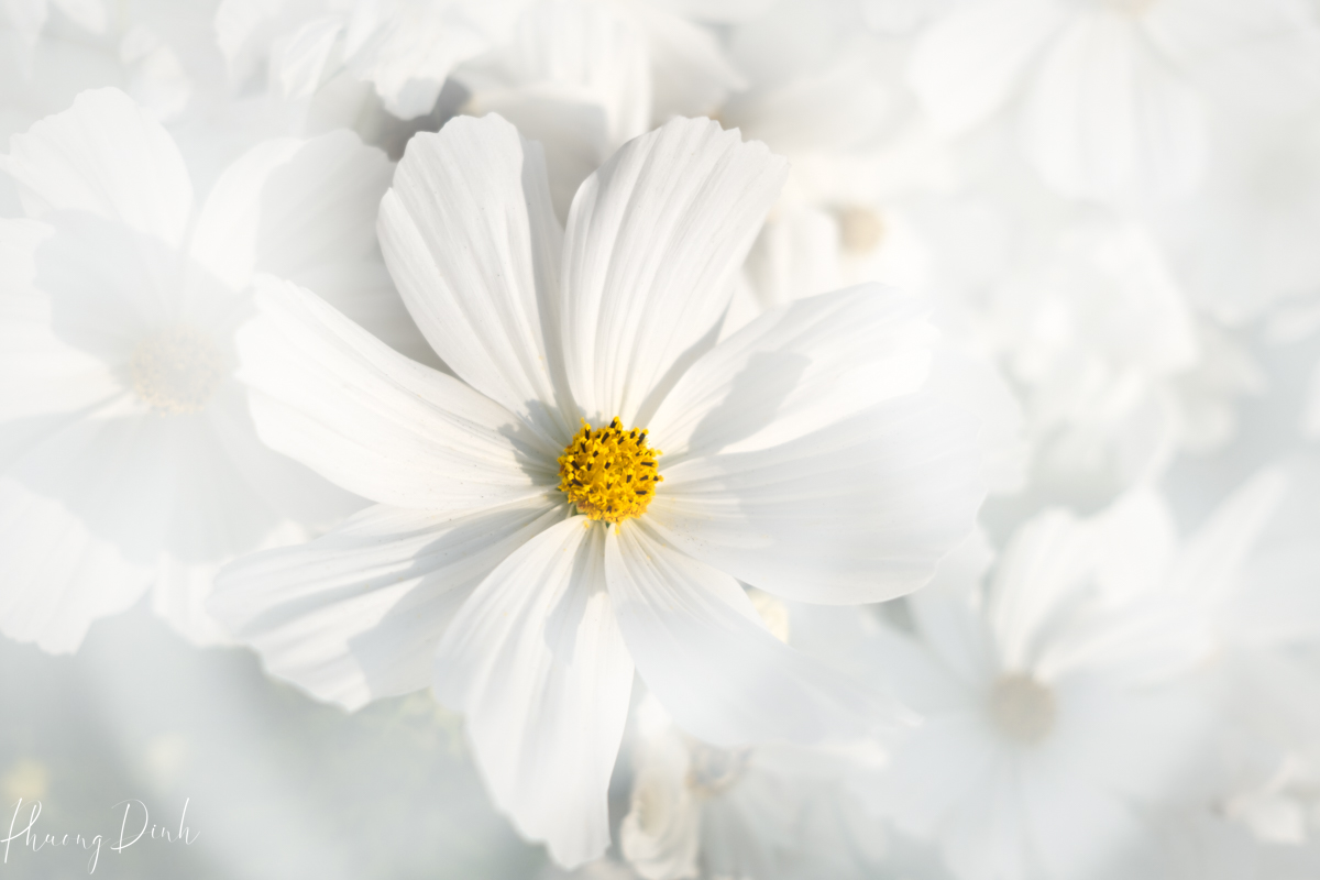 flower, fine art photography, floral photography, fine art, artwork, artist, art, cosmos, white, yellow