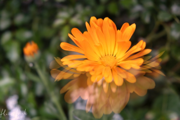Marigold, reflection, flower, orange, yellow