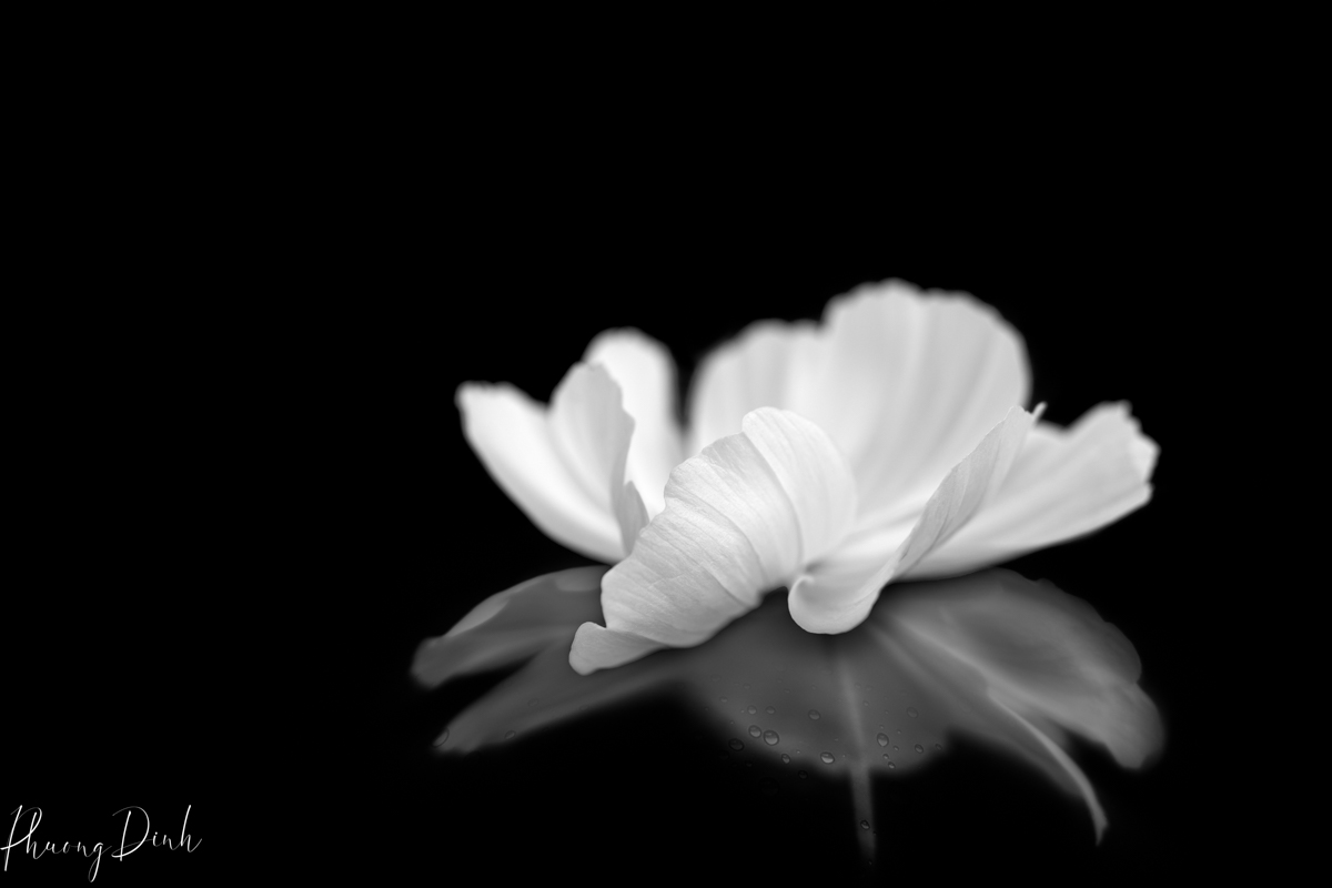 black white, black, white, b&w, flower, anemone, reflection, simplicity