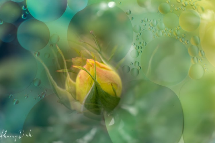rose, yellow, bud, flower, spring