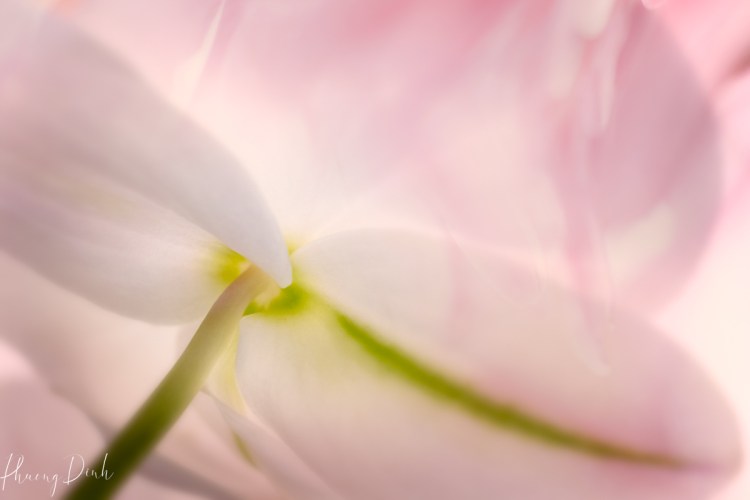 orchid, flower, pink, behind