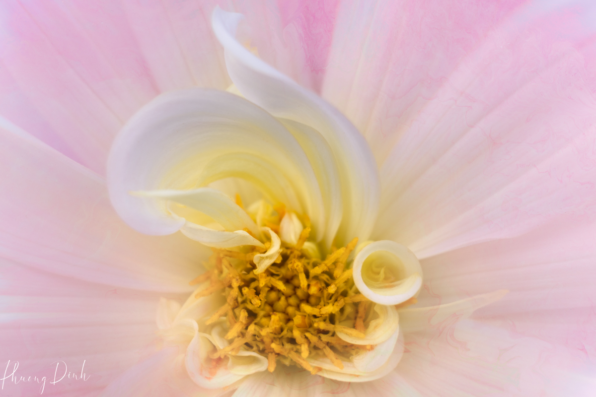 Whispers of a Dahlia, dahlia, flower, macro, curve