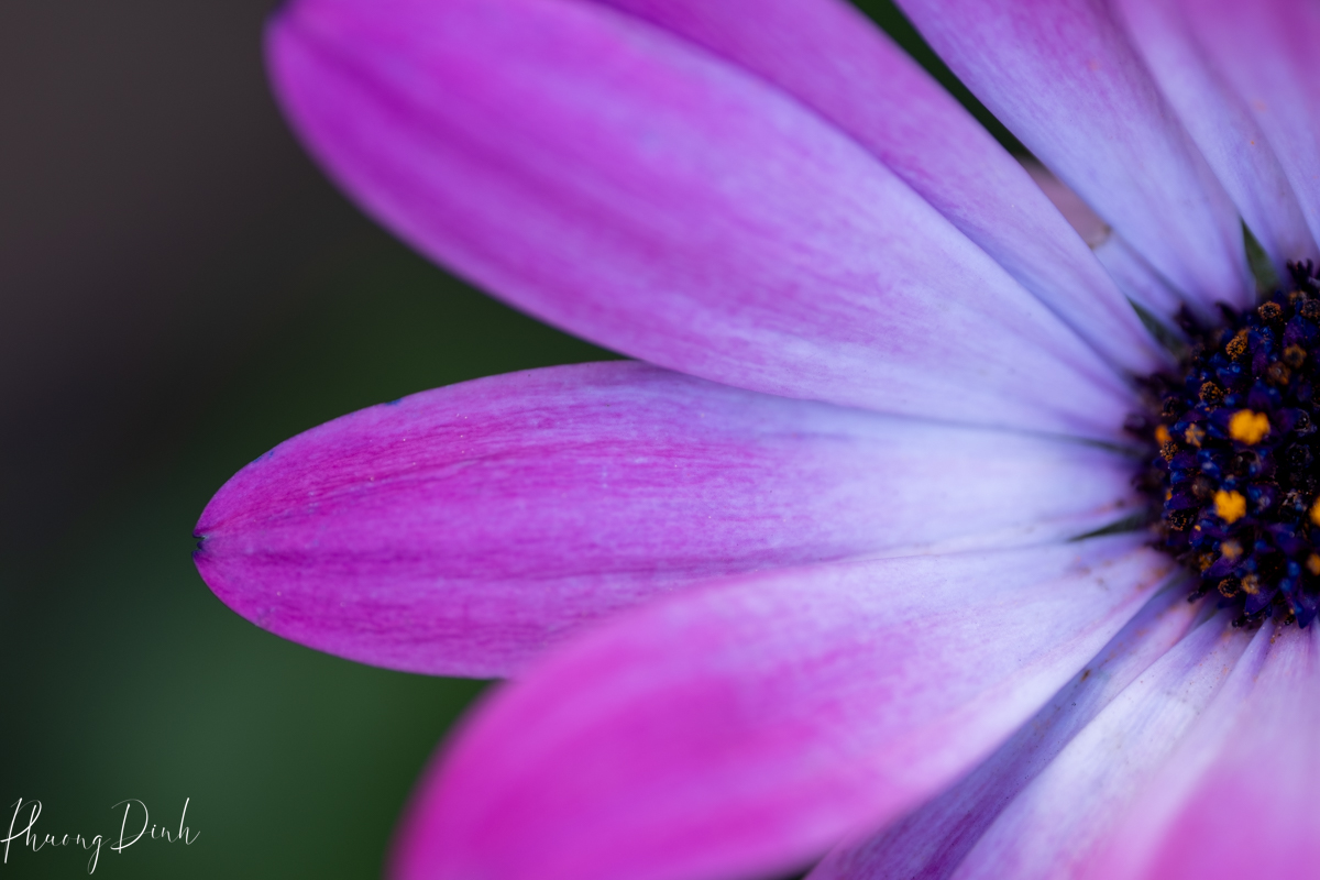 flower, fine art photography, floral photography, fine art, artwork, artist, art, purple, winter, daisy, white, ice, snow