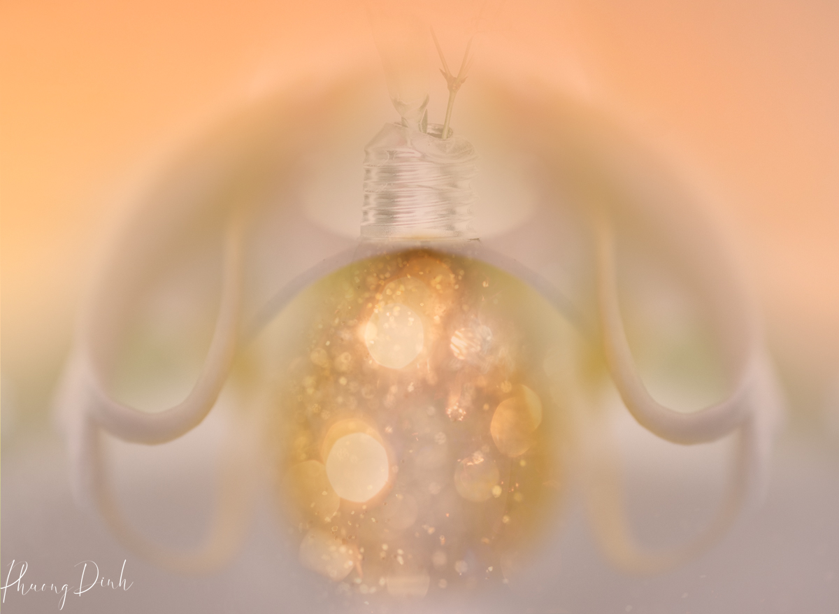 floral photography, flower, floral, floral abstract, flower abstract, abstract, fine art, fine art photography, creative photography, creativity, art, artwork, artist, orchid, white