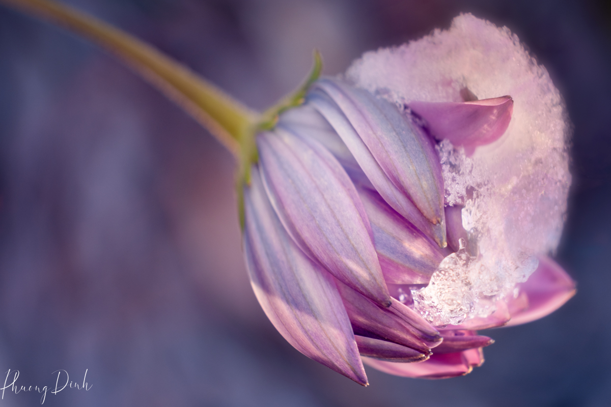 flower, fine art photography, floral photography, fine art, artwork, artist, art, purple, winter, daisy, white, ice, snow