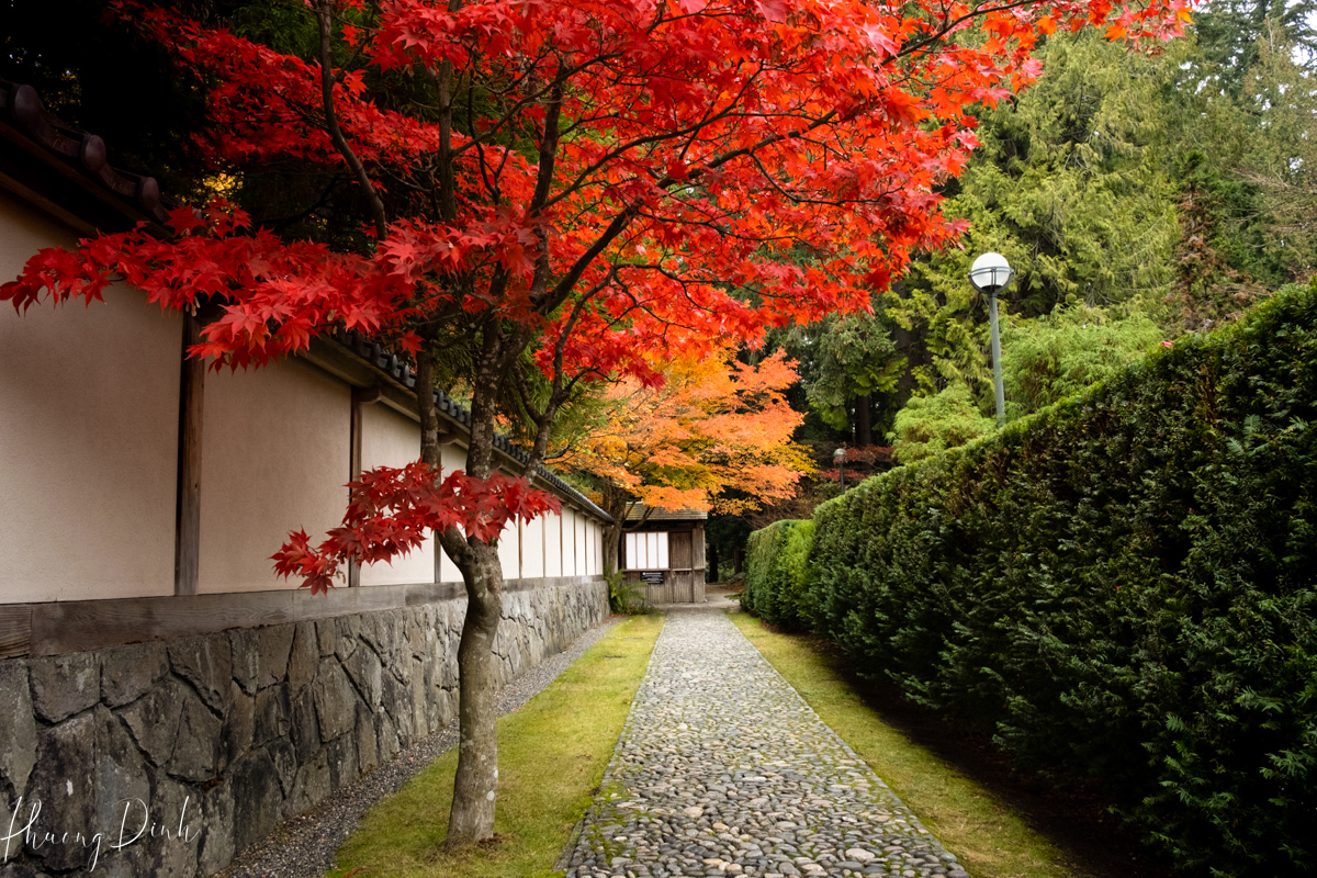 tree, greenery, green, tree, autumn, fall, maple leaf, maple, red leaf, changing color, orange, green, Nitobe garden, Nitobe memorial garden, Japanese garden, UBC, the university of British Columbia, fall, water, fallen leaves, fallen maple leaves, red leaves, entrance