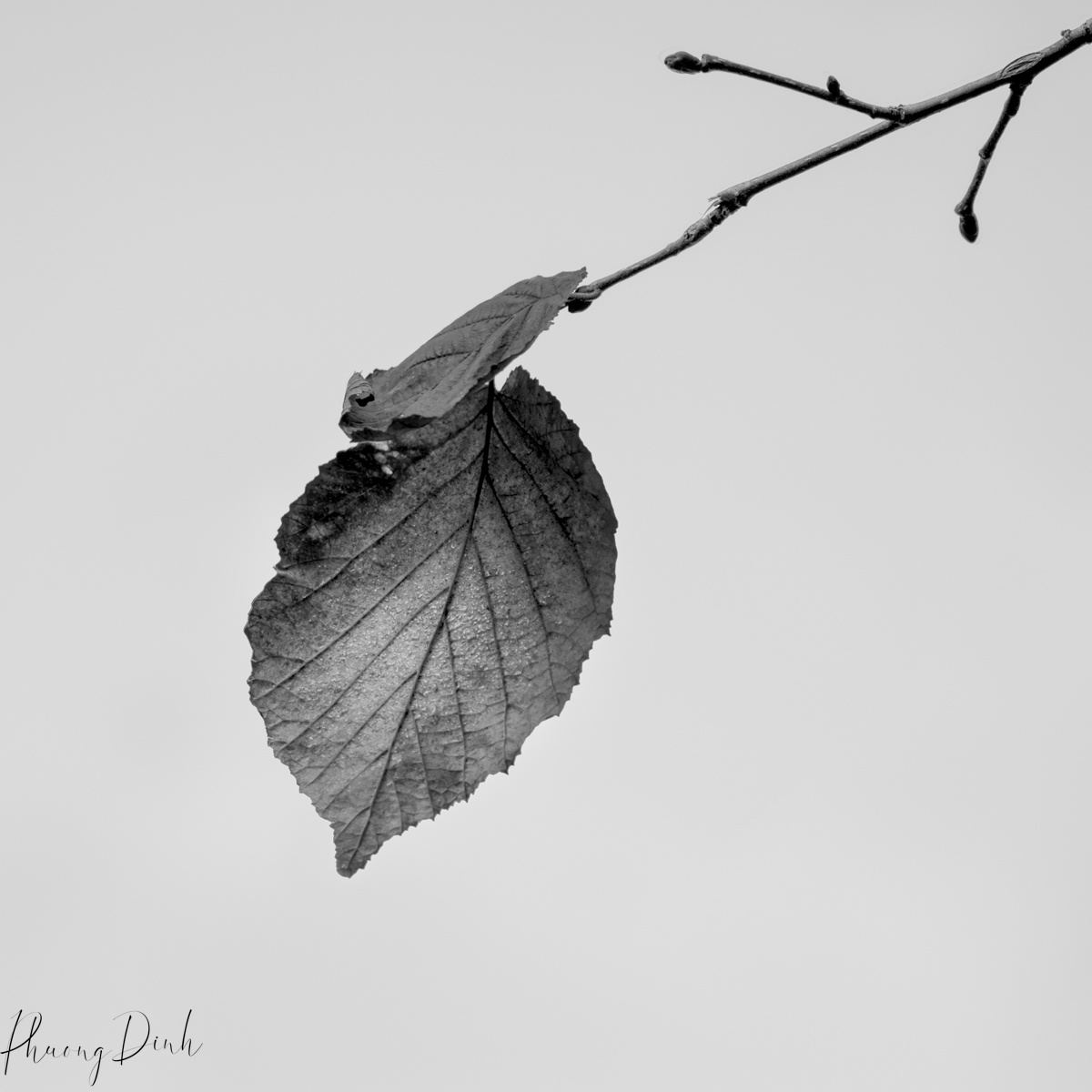 photography, black and white photography, black & white photography, b&w photography,  black and white, black & white, b&w, black, white, leaf, branch, tree