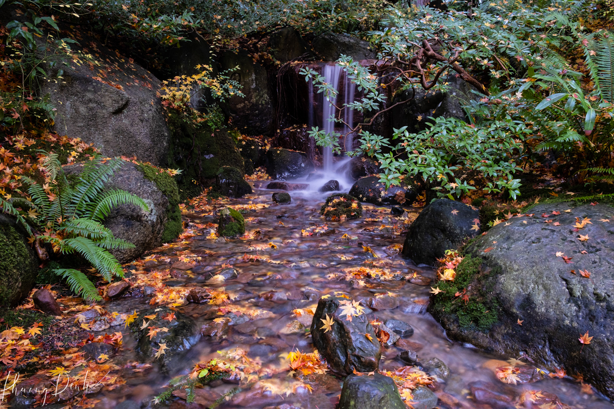 tree, greenery, green, tree, autumn, fall, maple leaf, maple, red leaf, changing color, orange, green, Nitobe garden, Nitobe memorial garden, Japanese garden, UBC, the university of British Columbia, fall, water, fallen leaves, fallen maple leaves, long exposure