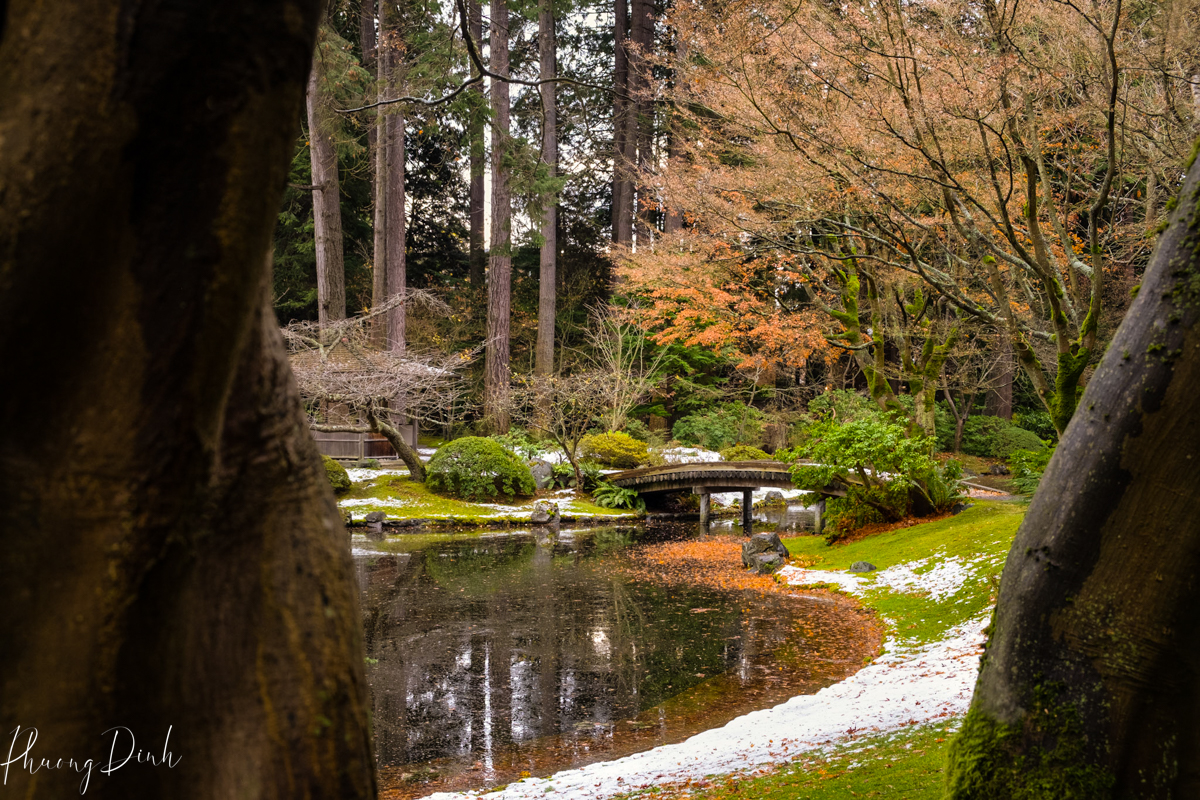 tree, greenery, green, tree, autumn, fall, maple leaf, maple, red leaf, changing color, orange, green, Nitobe garden, Nitobe memorial garden, Japanese garden, UBC, the university of British Columbia, fall, water, fallen leaves, fallen maple leaves, frozen lake, frozen water, winter, snow