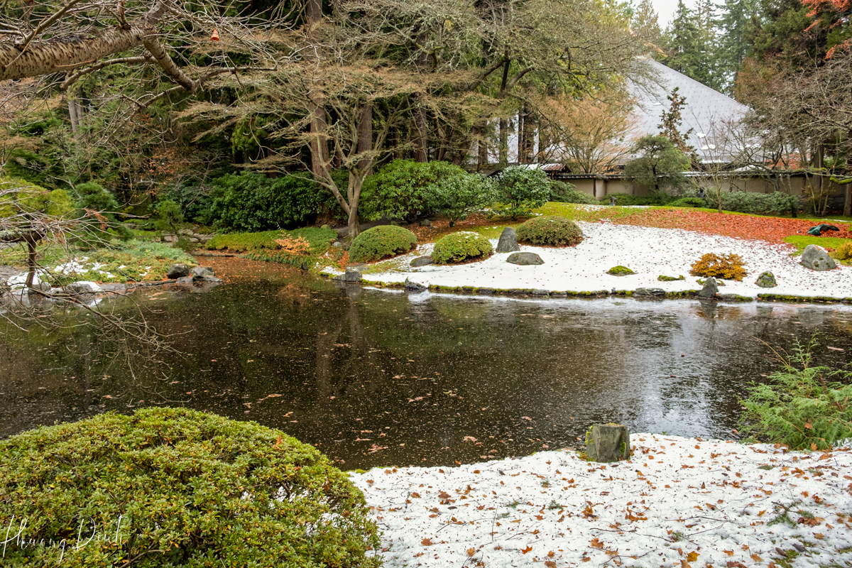 tree, greenery, green, tree, autumn, fall, maple leaf, maple, red leaf, changing color, orange, green, Nitobe garden, Nitobe memorial garden, Japanese garden, UBC, the university of British Columbia, fall, water, fallen leaves, fallen maple leaves, frozen lake, frozen water, winter, snow