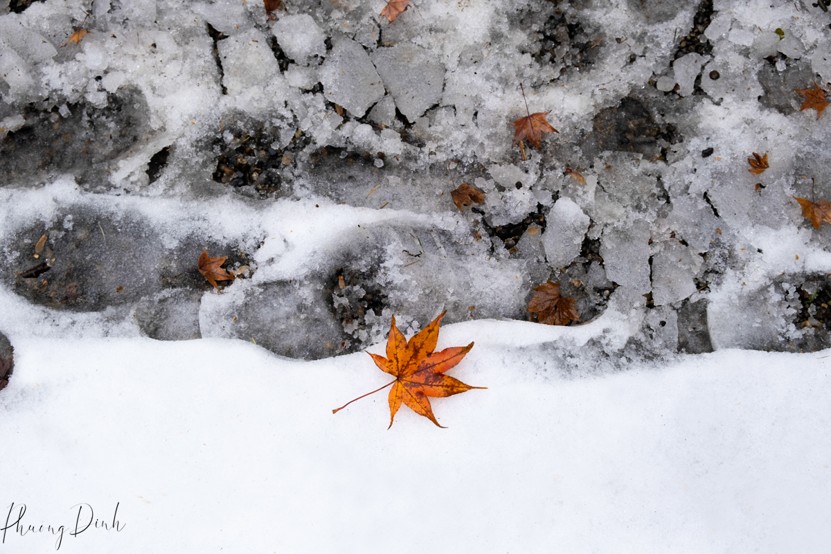 tree, greenery, green, tree, autumn, fall, maple leaf, maple, red leaf, changing color, orange, green, Nitobe garden, Nitobe memorial garden, Japanese garden, UBC, the university of British Columbia, fall, water, fallen leaves, fallen maple leaves, snow, winter