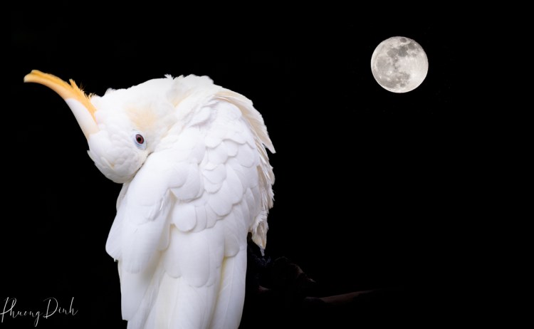 wildlife, bird, bloedel conservatory, conservatory, bird, macaw, parrot, shooting through, black and white, cockatoo, moon