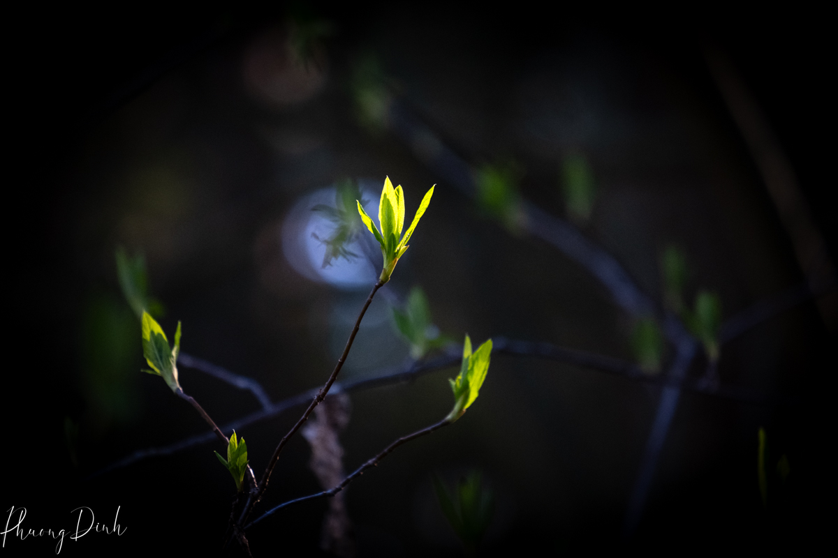 nature, nature photography, photography, leaf, green, bokeh, bud 