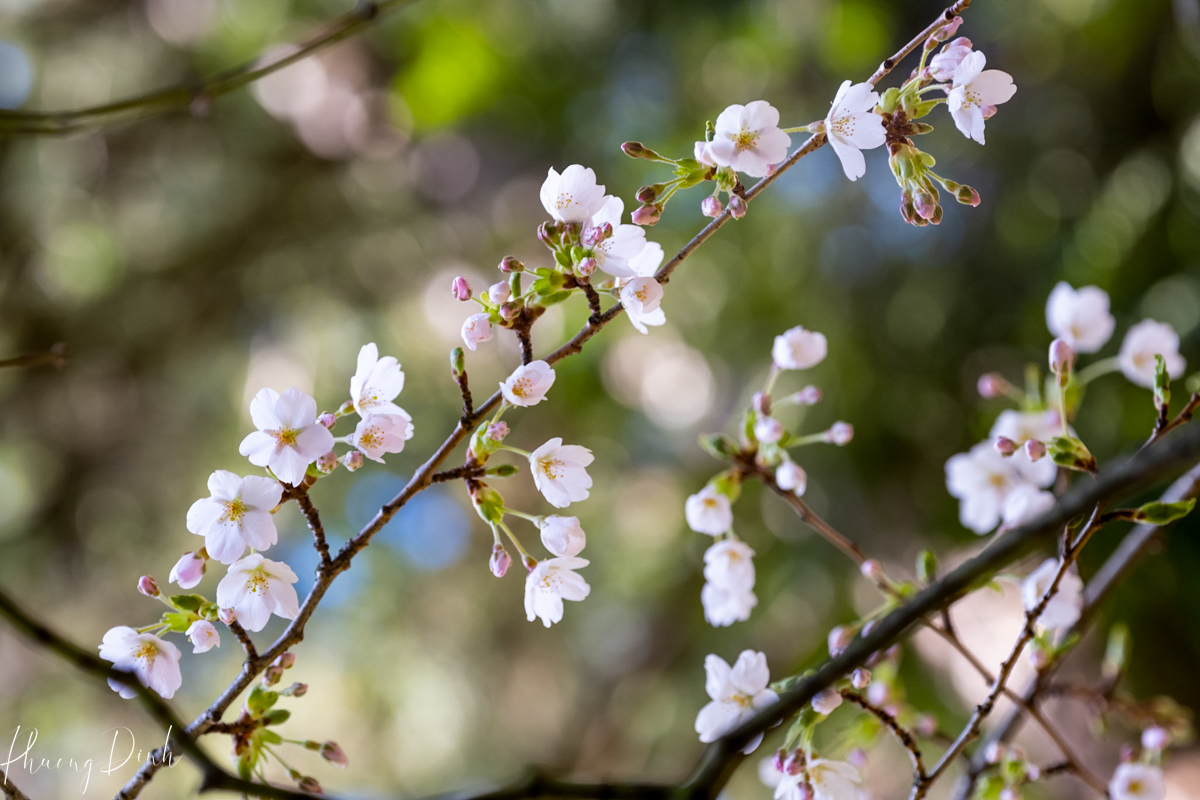 spring, cherry blossom, cherry tree, cherry, blossom, pink, flower, floral photography, flower lover, artwork, art, artist, fine art, Vancouver, Vancouver blossom, British Columbia, white, close up 