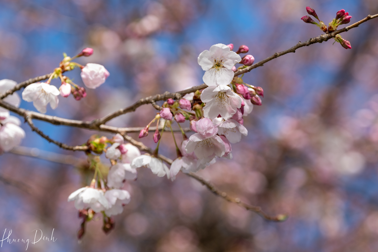 spring, cherry blossom, cherry tree, cherry, blossom, pink, flower, floral photography, flower lover, artwork, art, artist, fine art, Vancouver, Vancouver blossom, British Columbia, macro, close up 