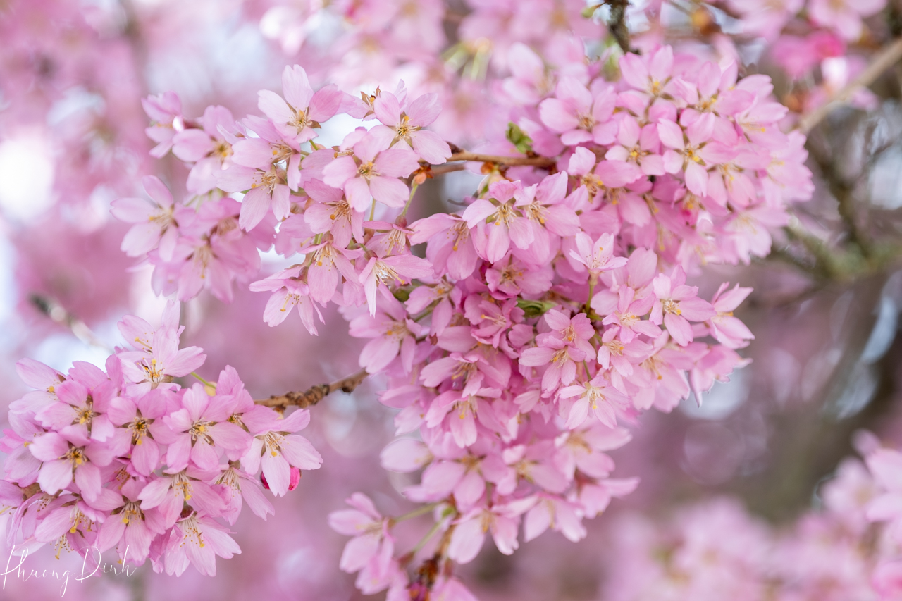 spring, cherry blossom, cherry tree, cherry, blossom, pink, flower, floral photography, flower lover, artwork, art, artist, fine art, Vancouver, Vancouver blossom, British Columbia, macro, close up 