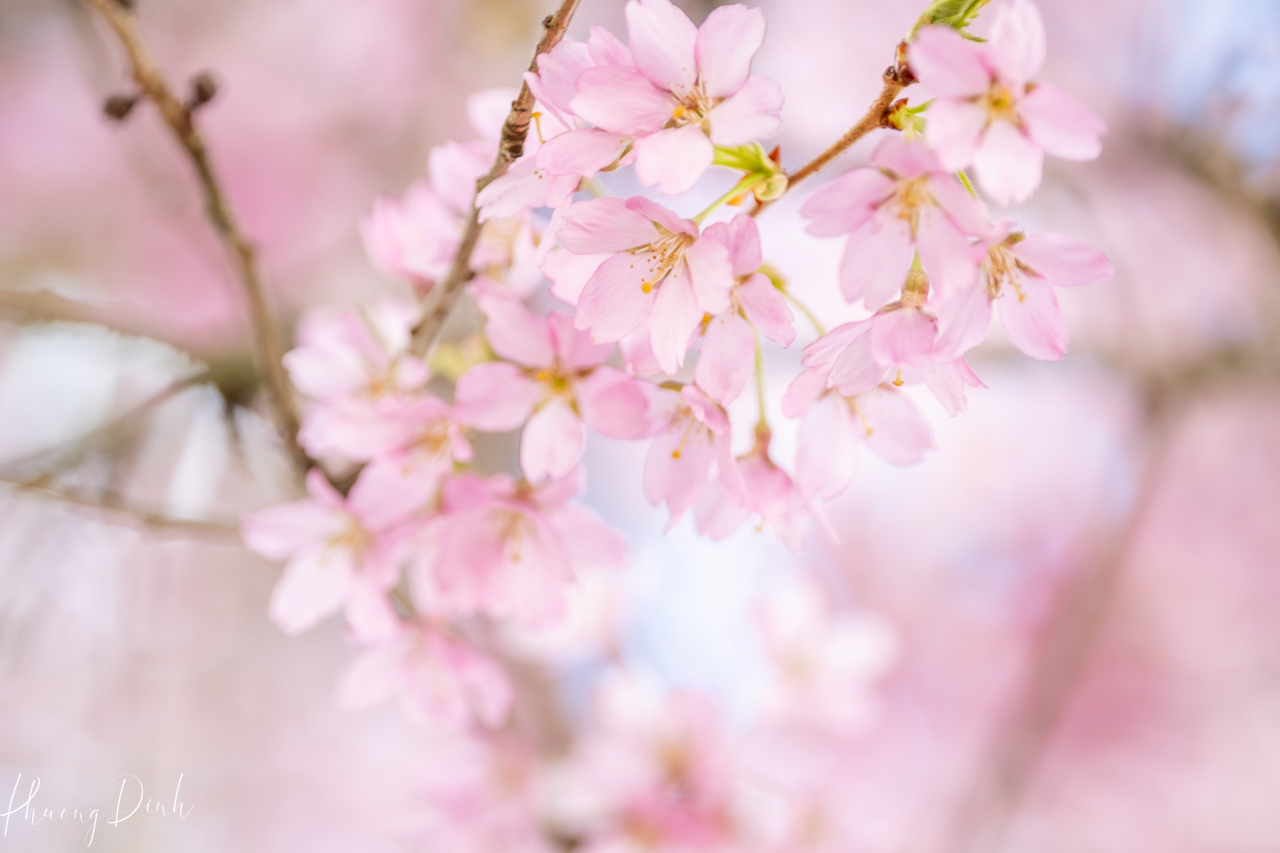 spring, cherry blossom, cherry tree, cherry, blossom, pink, flower, floral photography, flower lover, artwork, art, artist, fine art, Vancouver, Vancouver blossom, British Columbia, macro, close up 