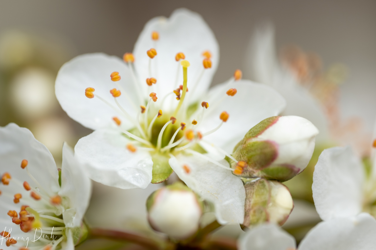 spring, cherry blossom, cherry tree, cherry, blossom, pink, flower, floral photography, flower lover, artwork, art, artist, fine art, Vancouver, Vancouver blossom, British Columbia, macro, close up, white 