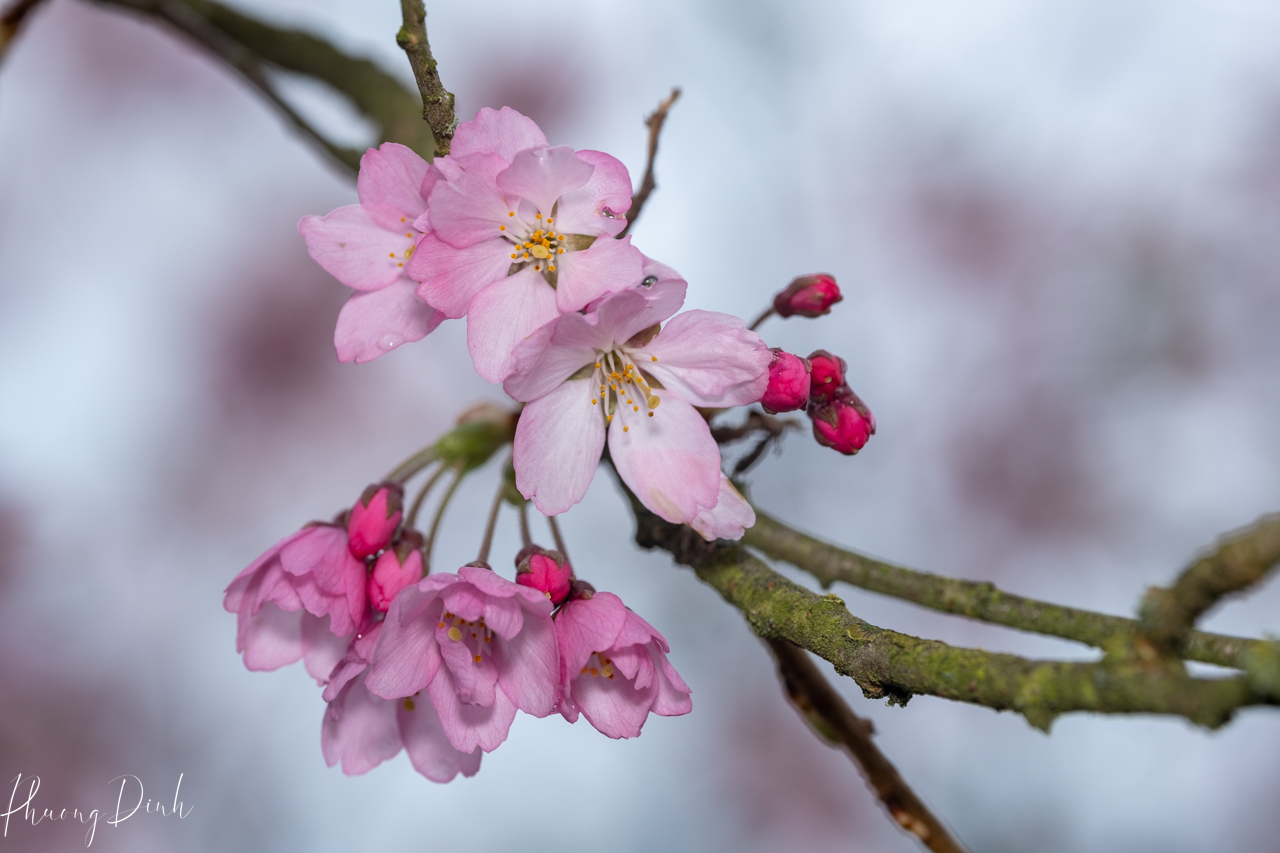 spring, cherry blossom, cherry tree, cherry, blossom, pink, flower, floral photography, flower lover, artwork, art, artist, fine art, Vancouver, Vancouver blossom, British Columbia, macro, close up 