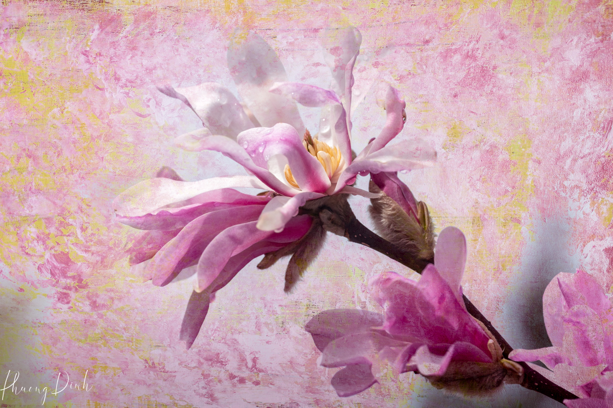 flower, fine art photography, floral photography, fine art, artwork, artist, art, pink, magnolia, purple, yellow, white