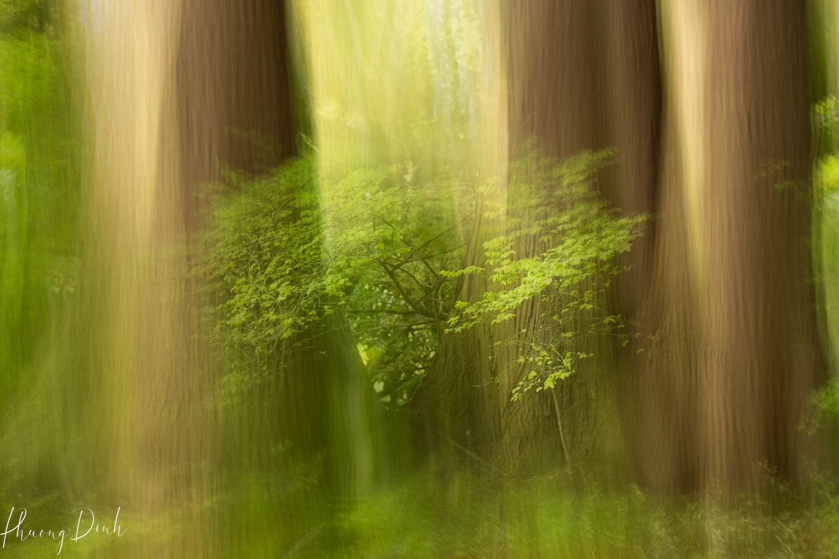 icm, intentional camera movement, tree, greenery, green, tree, tree trunk, summer, Nitobe garden, Nitobe memorial garden, Japanese garden, UBC, the university of British Columbia