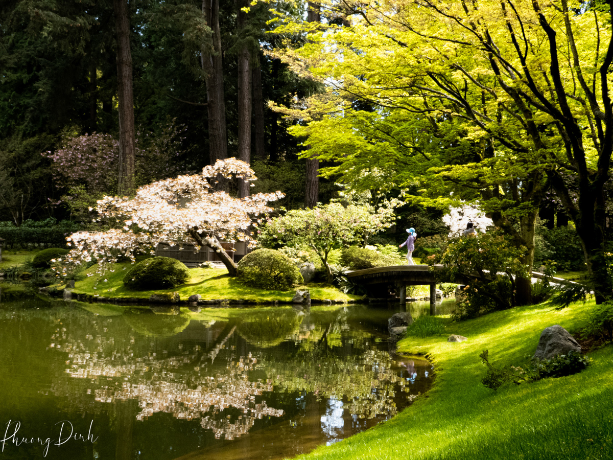 Nitobe Days Discovering Nitobe Memorial Garden: A Seasonal Journey – Phuong Dinh