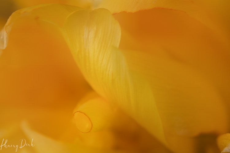 flower, floral photography, nature, macro, closeup, yellow, close up, dahlia