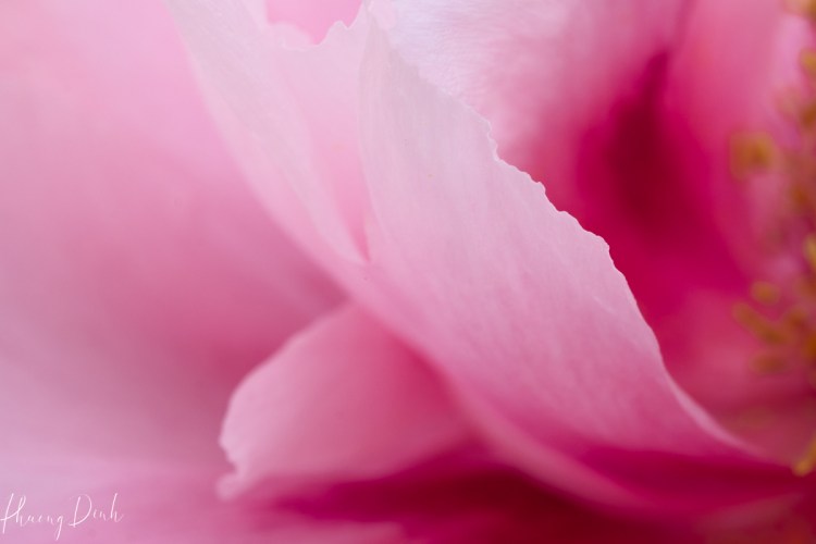 flower, floral photography, nature, macro, closeup, yellow, close up, camellia, pink