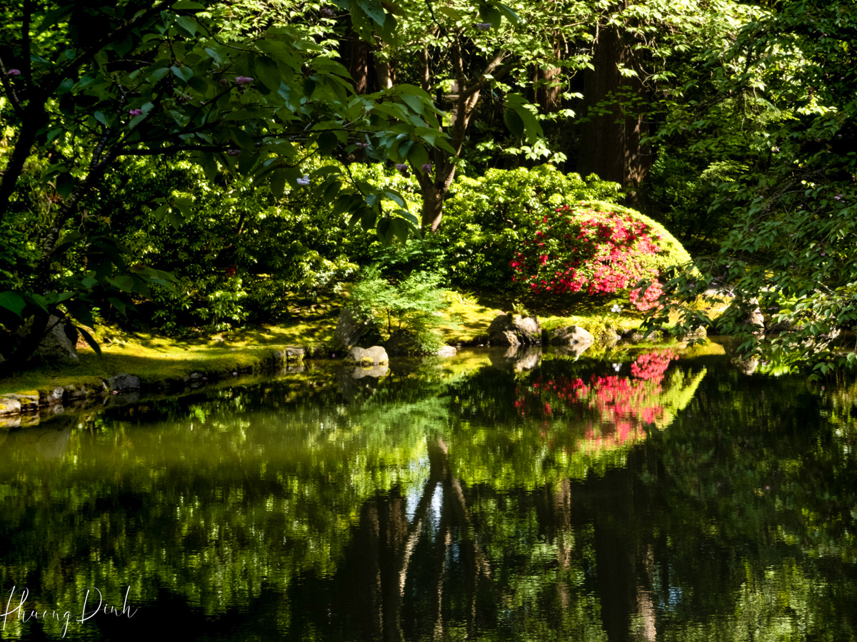 Nitobe garden, Nitobe memorial garden, Japanese garden, UBC, the university of British Columbia, summer, lake, bridge, greenery, tree, bonsai, reflection 