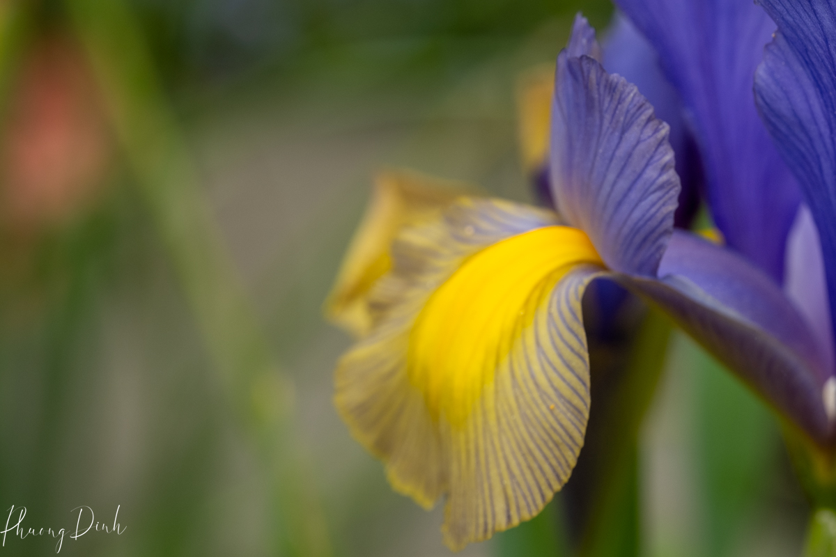 flower, fine art photography, floral photography, fine art, artwork, artist, art, purple, orchid, yellow