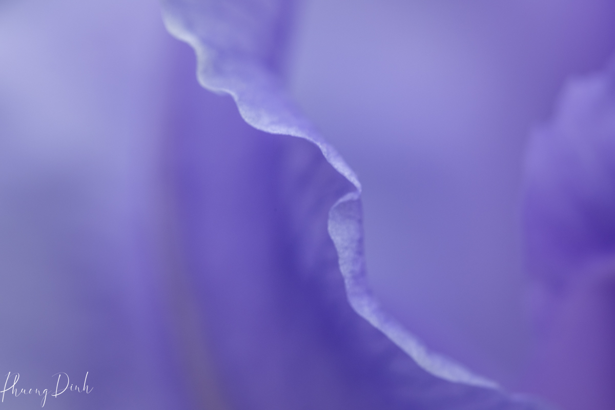 floral photography, flower, floral, floral abstract, flower abstract, abstract, fine art, fine art photography, creative photography, creativity, art, artwork, artist, petal, flower petal, purple, orchid 