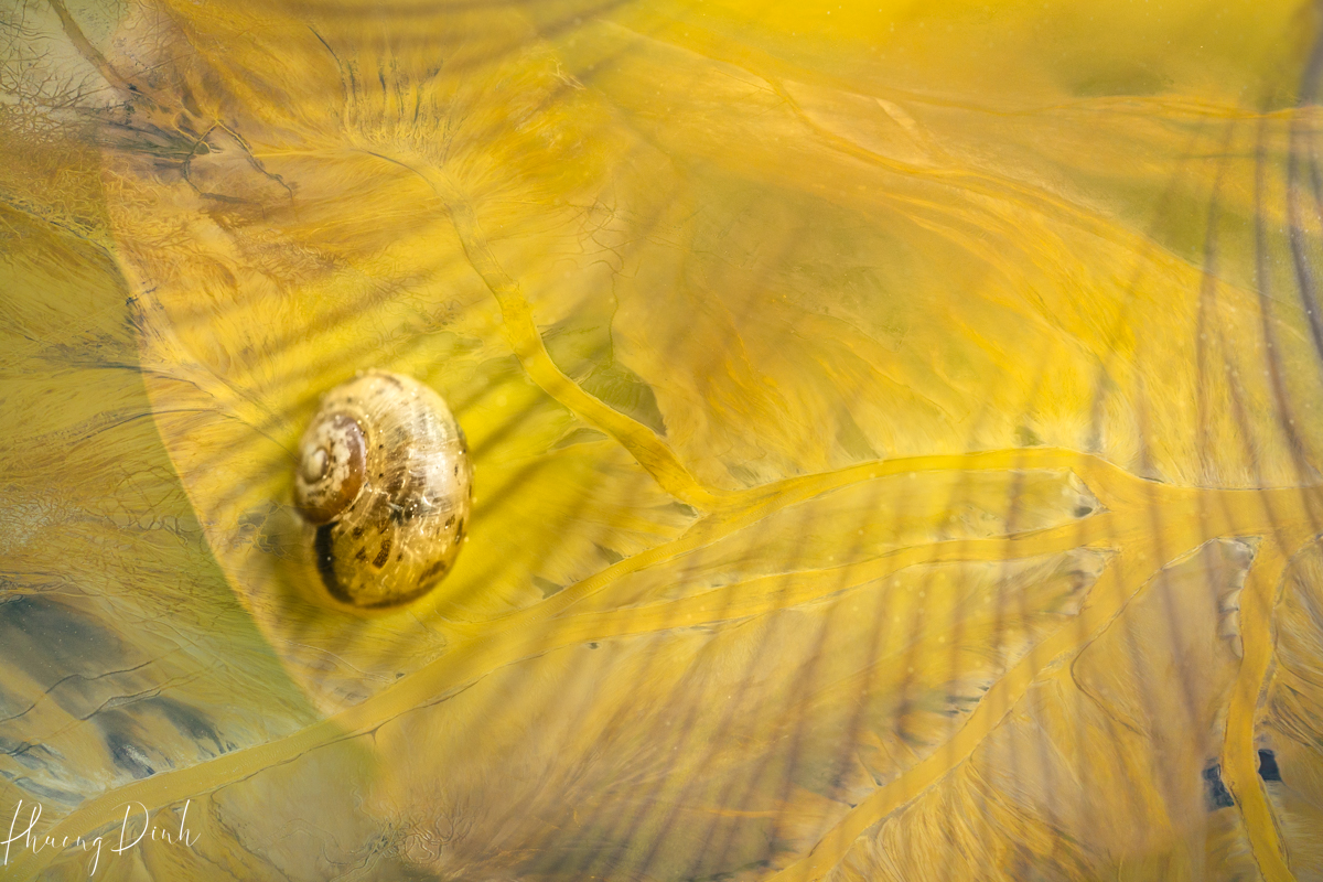 summer, snail, orchid, nature, plant, flower, yellow