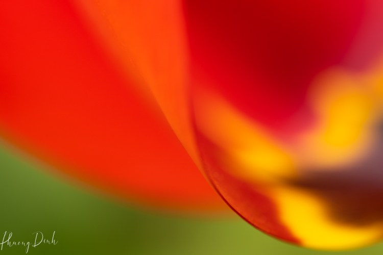 curve, tulip, petal, red, flower, floral photography