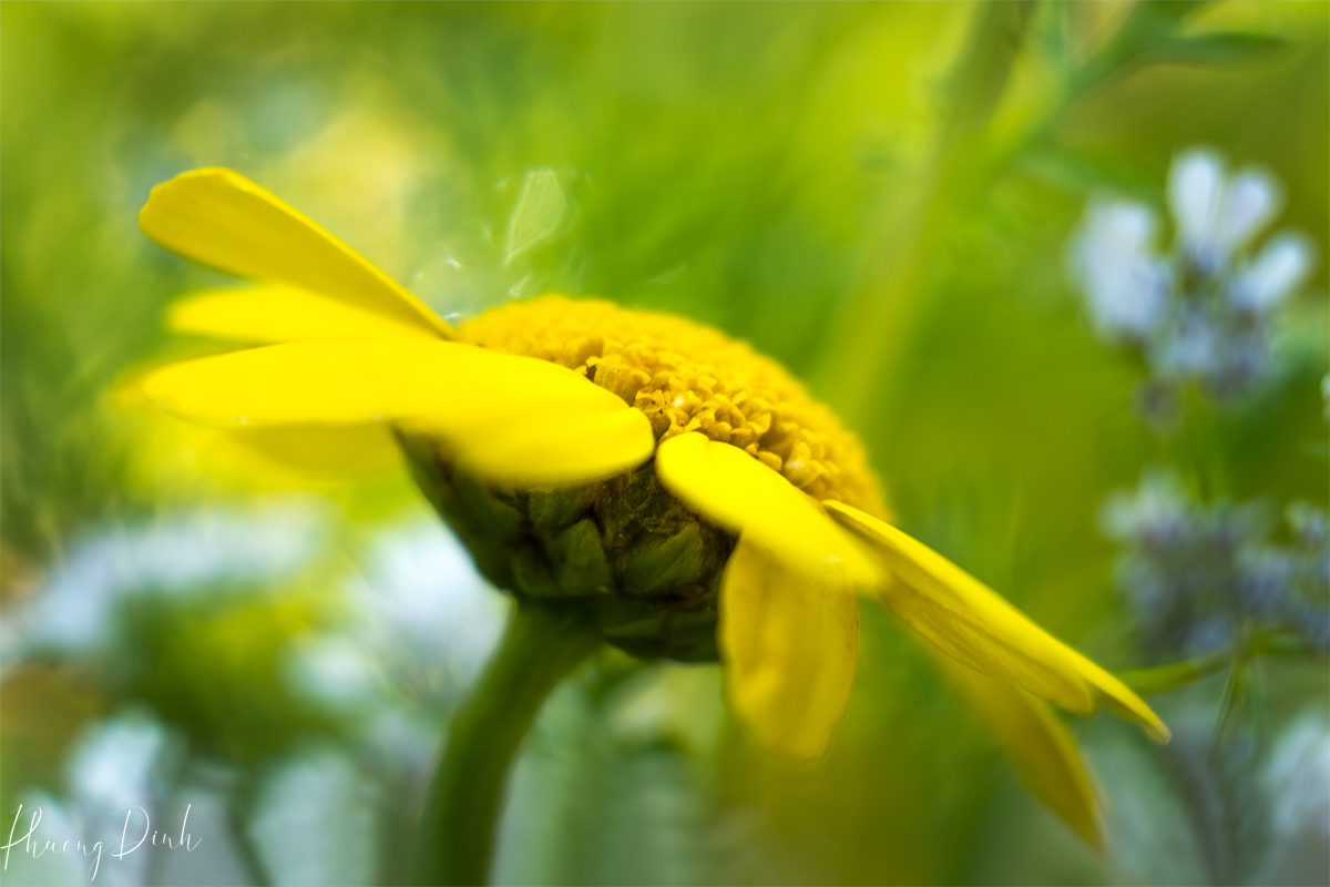 flower, marigold, marigold flower, fine art photography, floral photography, fine art, artwork, artist, art, yellow, green, orange, yellow