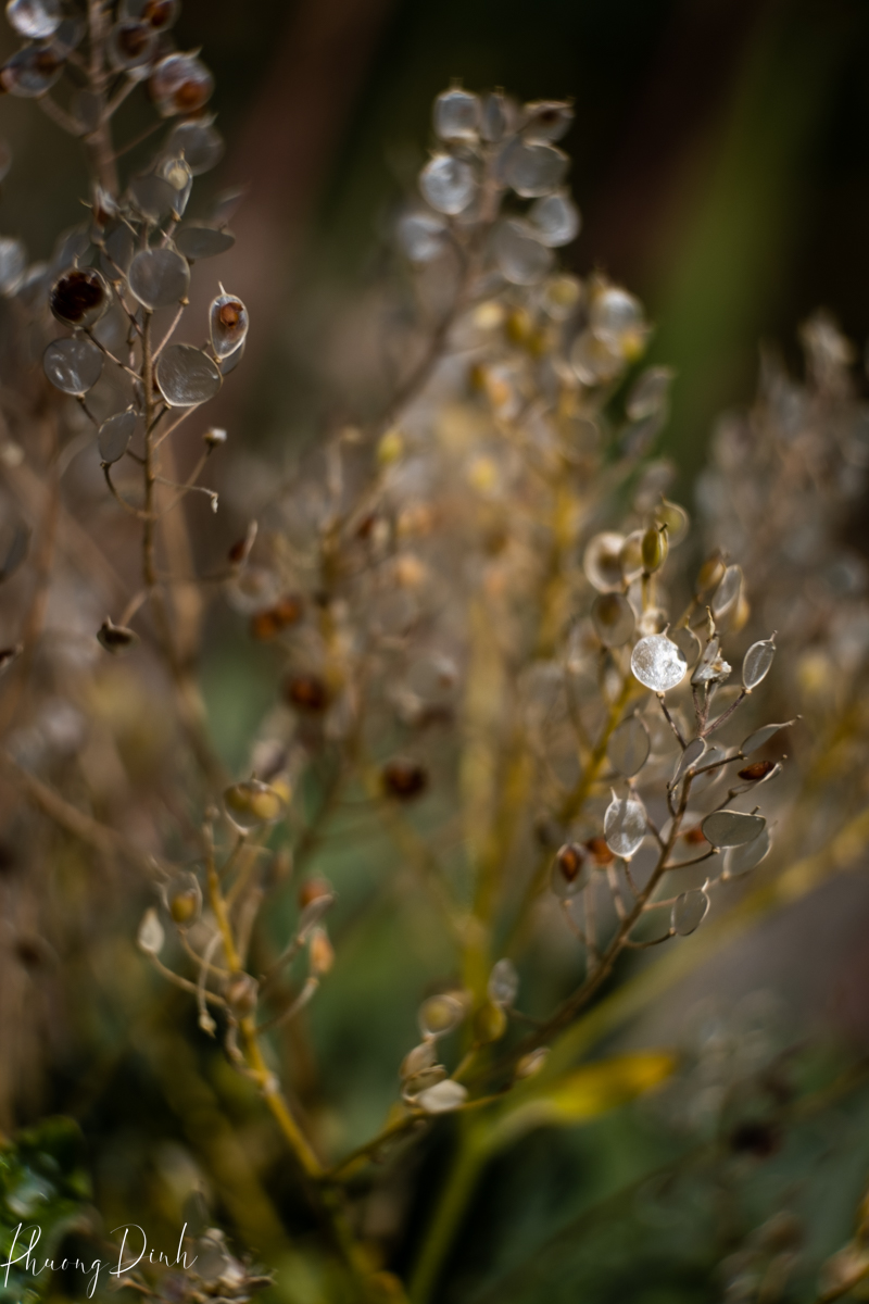 flower, fine art photography, floral photography, fine art, artwork, artist, art, cosmos, orange, green, yellow, sorghum, yellow, gold, plant