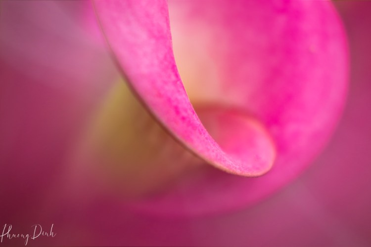 calla lily, flower, pink, lily, curve