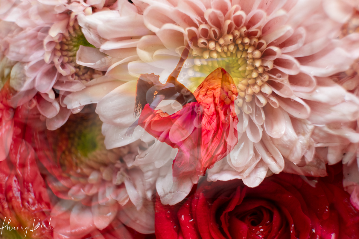 lower, fleurs de ville, fleur de villes, flower festival, vandusen botanical garden, Vancouver, British Columbia, canada, photography, fine art photography, creative photography, flower photography, floral photography, Spain, flamenco, daisy 