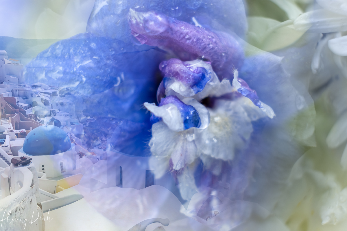 fleur de villes, fleur de ville, vandusen botanical garden, vandusen, botanical garden, vancouver, floral display, flower, floral mannequin, blue, larkspurs, Greece, Santorini 