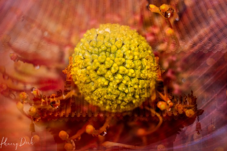 flower, fleurs de ville, fleur de villes, flower festival, vandusen botanical garden, Vancouver, British Columbia, canada, photography, fine art photography, creative photography, china, dragon and gates, pincushion, flower, flower photography, floral photography, VanDusen, VanDusen garden 