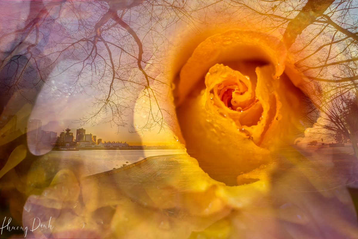 lower, fleurs de ville, fleur de villes, flower festival, vandusen botanical garden, Vancouver, British Columbia, canada, photography, fine art photography, creative photography, flower photography, floral photography, Vancouver, British Columbia, Canada, rose, downtown, waterfront