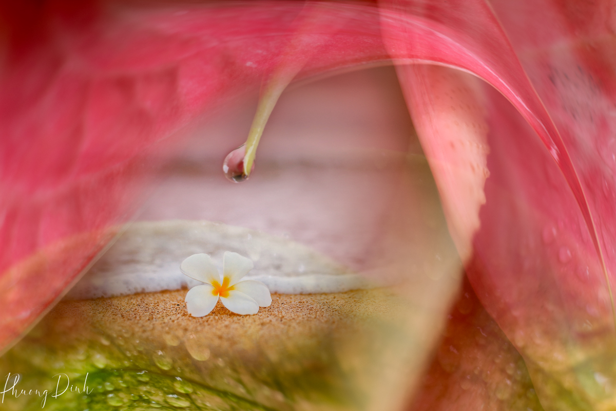 lower, fleurs de ville, fleur de villes, flower festival, vandusen botanical garden, Vancouver, British Columbia, canada, photography, fine art photography, creative photography, flower photography, floral photography, hawaii, orchid, Hawaiian flower