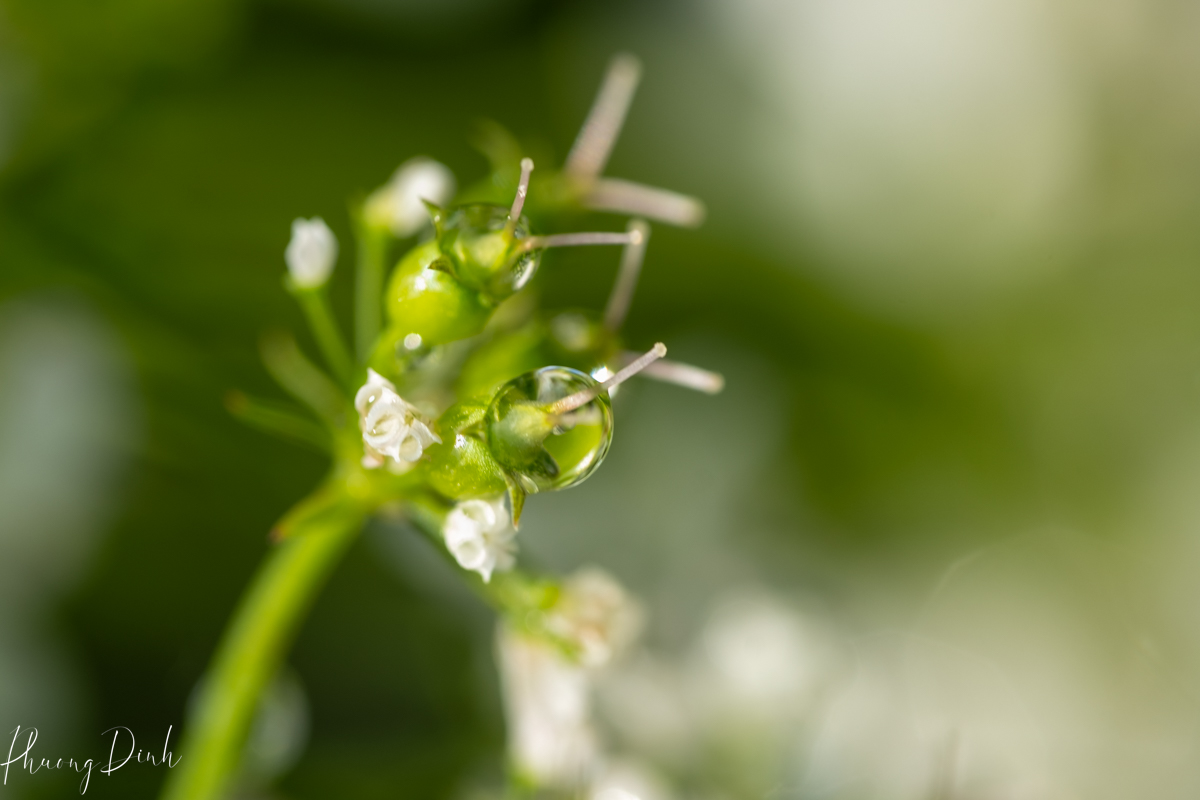 nature, nature photography, photography, leaf, green, bokeh 