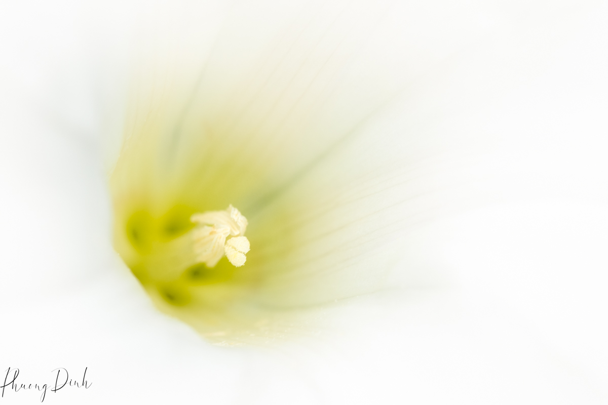 flower, fine art photography, floral photography, fine art, artwork, artist, art, bindweed, white, yellow