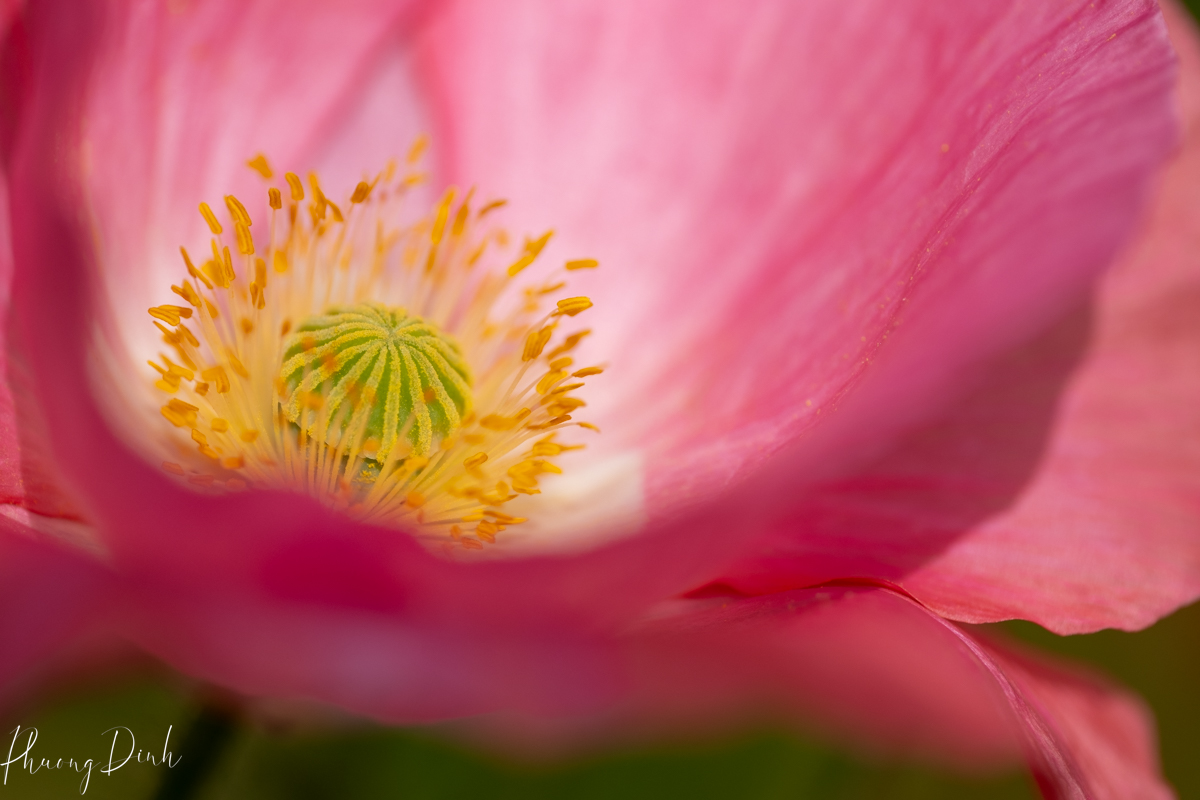 flower, fine art photography, floral photography, fine art, artwork, artist, art, poppy, poppies, red, green, pink
