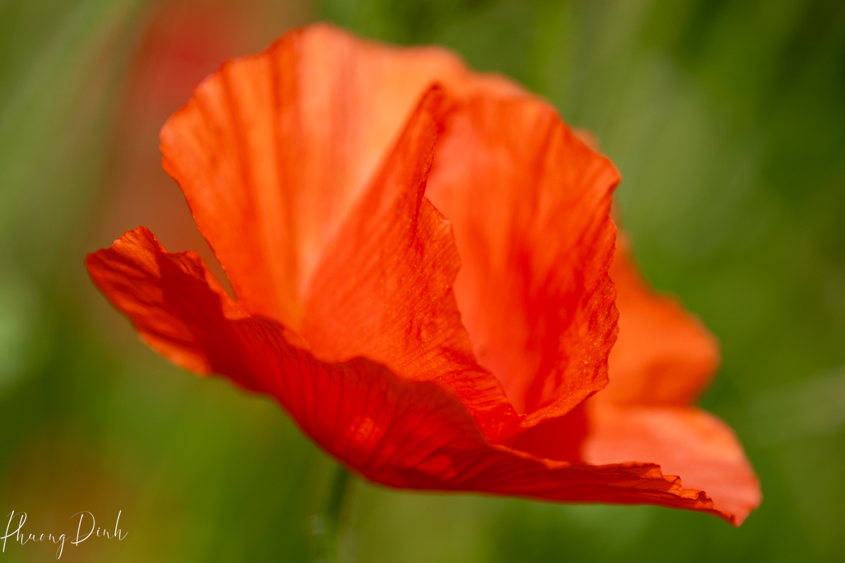 flower, fine art photography, floral photography, fine art, artwork, artist, art, poppy, poppies, red