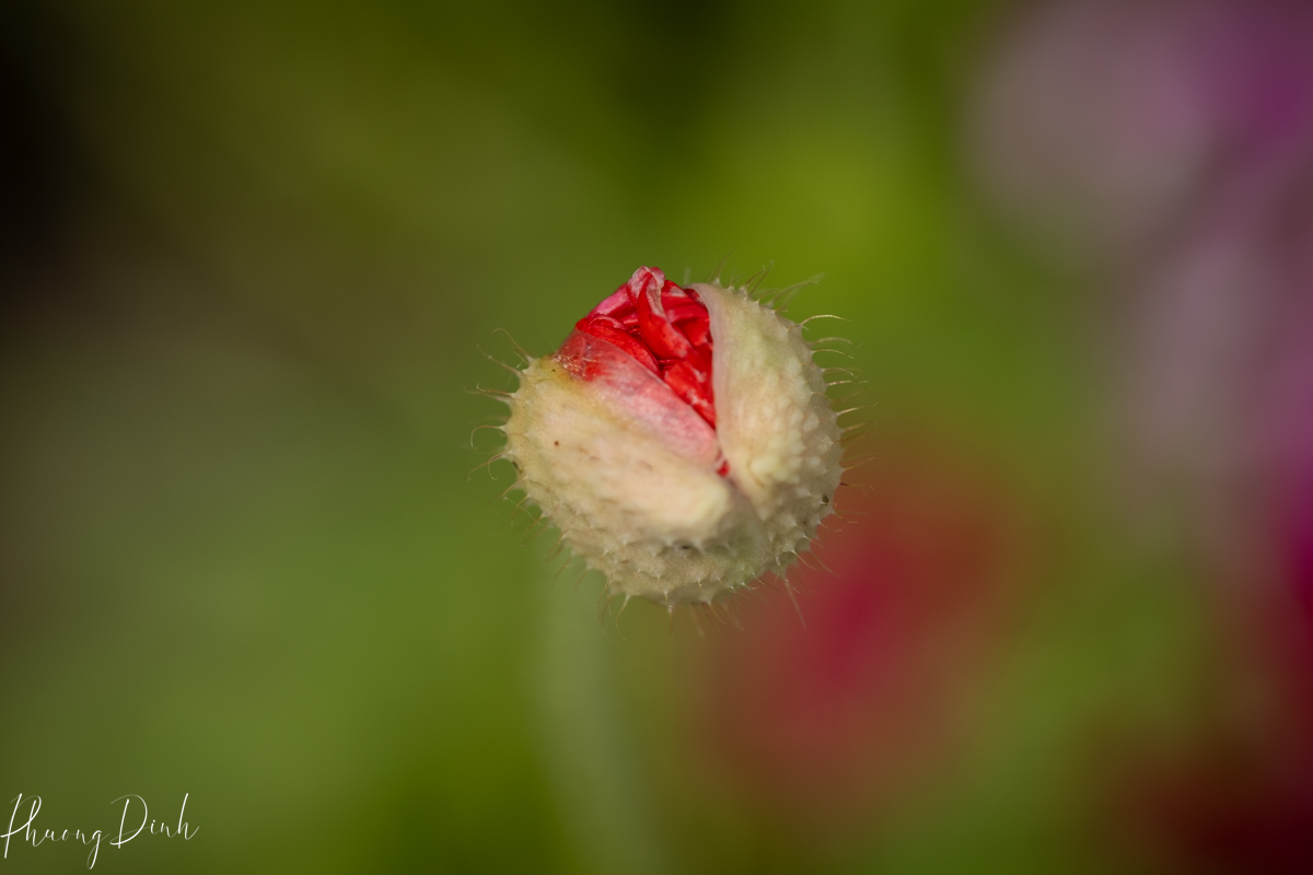 flower, fine art photography, floral photography, fine art, artwork, artist, art, poppy, poppies, red, green, bud