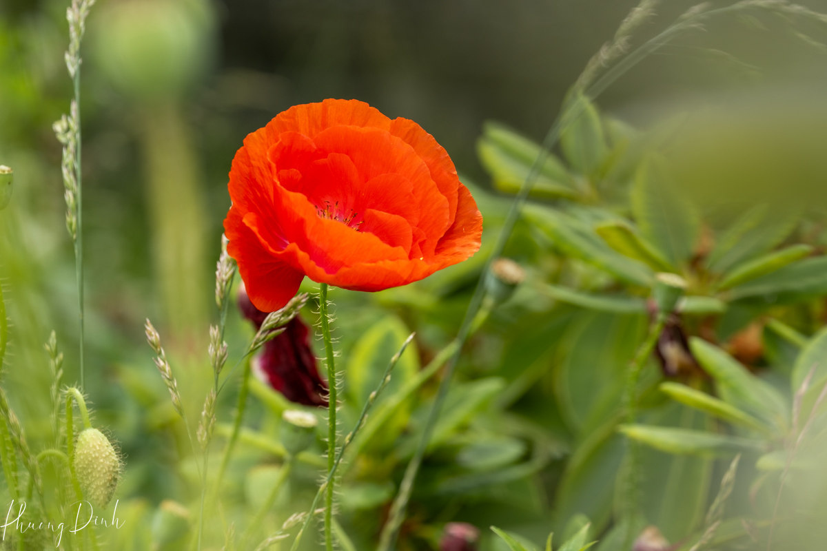 flower, fine art photography, floral photography, fine art, artwork, artist, art, poppy, poppies, red