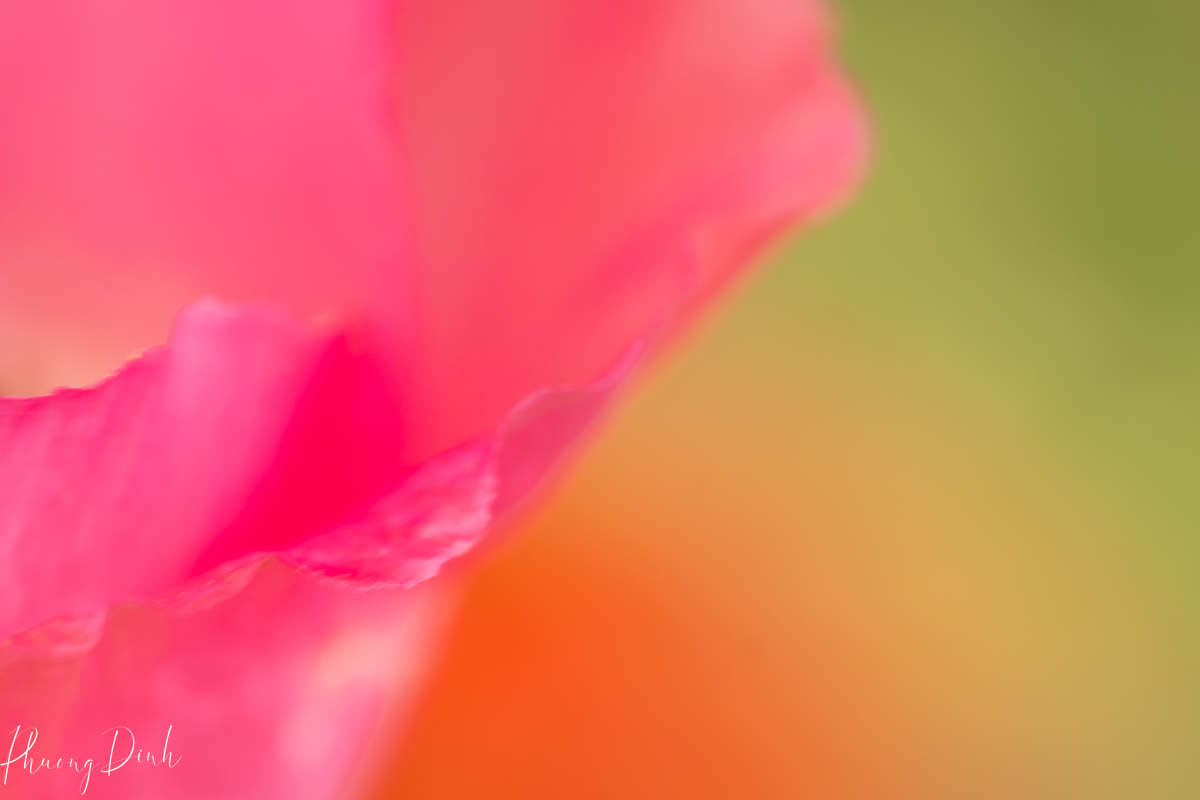 floral photography, flower, floral, floral abstract, flower abstract, abstract, fine art, fine art photography, creative photography, creativity, art, artwork, artist, petal, flower petal, poppy, poppies