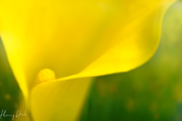 flower, calla lily, lily, yellow, nature, spring
